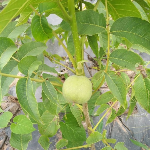 苍溪县川早核桃苗
