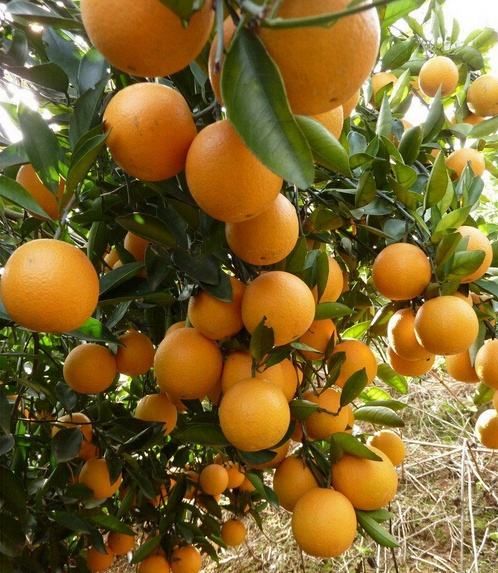 湖南郴州冰糖橙甜如初恋