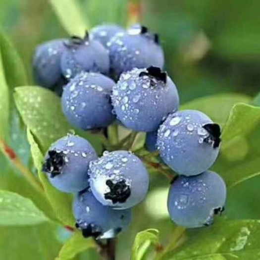 泰安兔眼蓝莓苗