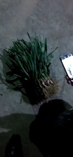 徐州红根蒜苗 40cm以下