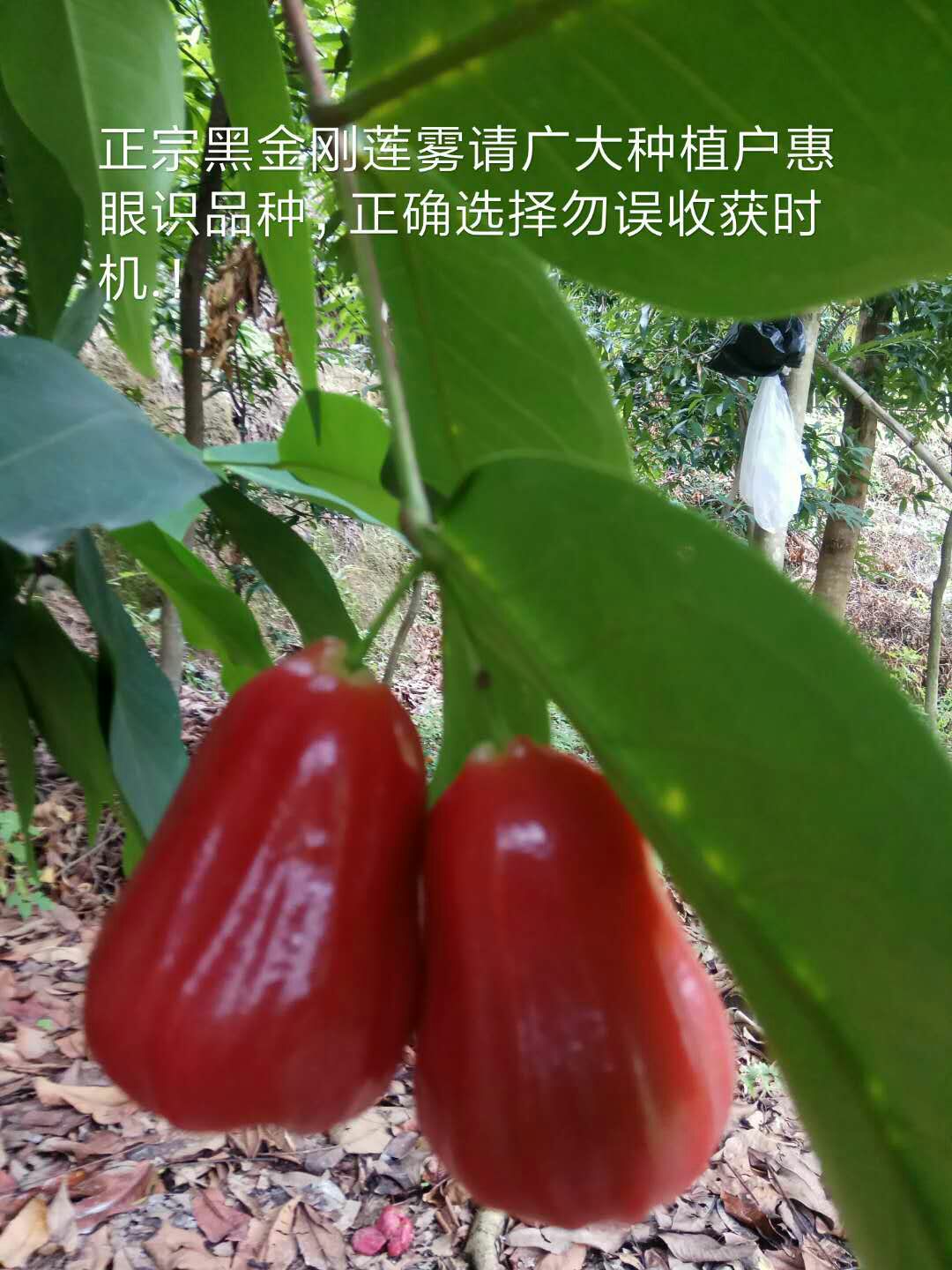 黑金刚莲雾苗