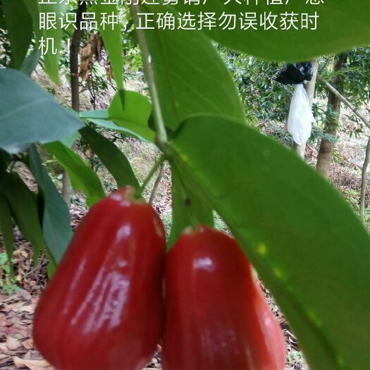 普宁市黑金刚莲雾苗