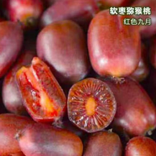 平邑县软枣猕猴桃苗 ，保证真品种！可来基地实地考察签订合同！