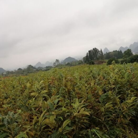 阳朔县大红袍板栗苗 嫁接苗 0.5~1米 