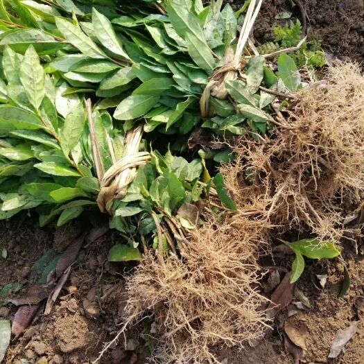 三江县无性系良种茶苗  大量乌牛早