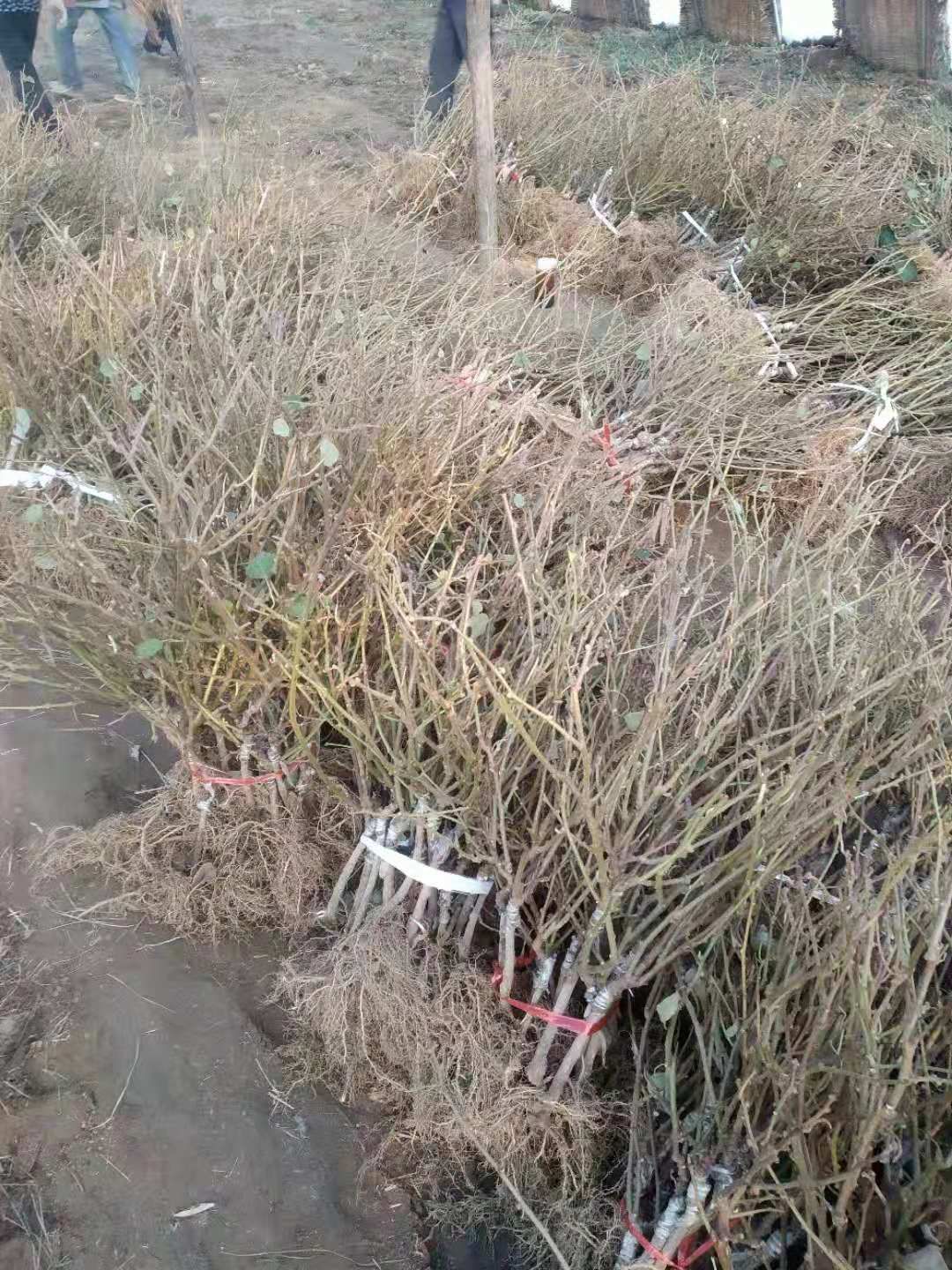 软枣猕猴桃苗 嫁接苗