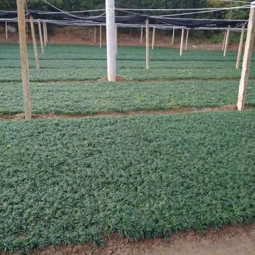 郴州玉龙草