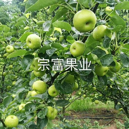 成都翠冠梨苗 0.5~1米
