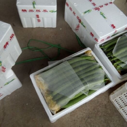 寿光市鲜花丝瓜 30~50cm 