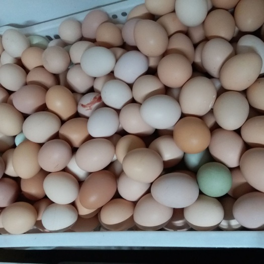 哈尔滨土鸡蛋 简包装 食用