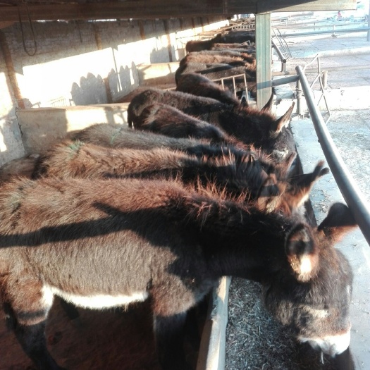 毛驴  大型肉驴养殖场常年出售德州驴驴苗