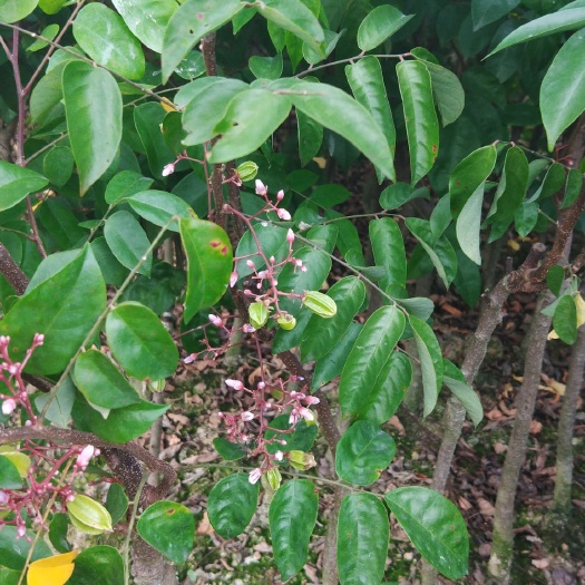 灵山县甜杨桃树 