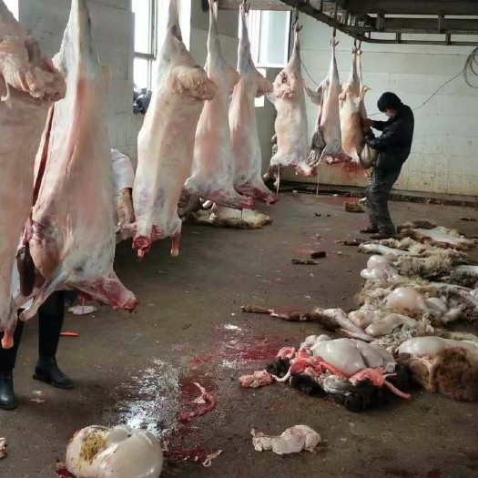 常州羊肉类 生肉 