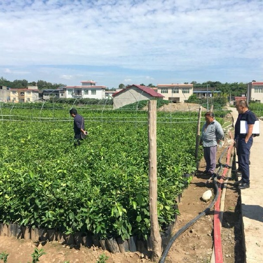 成都红美人柑橘苗 移栽苗 0.3米