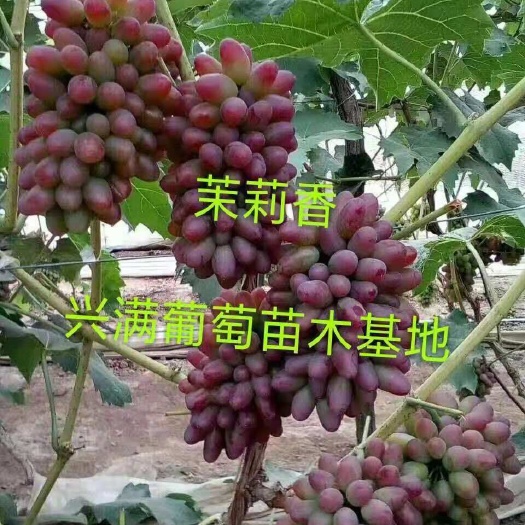 兴城市茉莉香葡萄苗