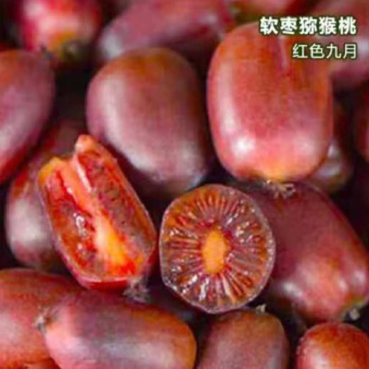 平邑县软枣猕猴桃苗 嫁接苗