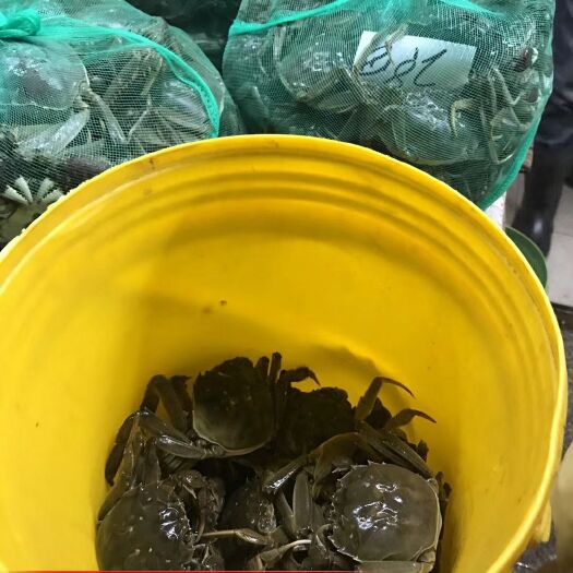 南京高淳大闸蟹 2.0-2.5两 母蟹 高淳大闸蟹 2.0-2.5两 母蟹