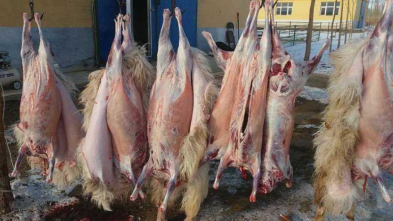 羊肉类 生肉 