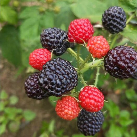 黑树莓苗  黑树莓 25-35cm  基地直供 包邮  发货快