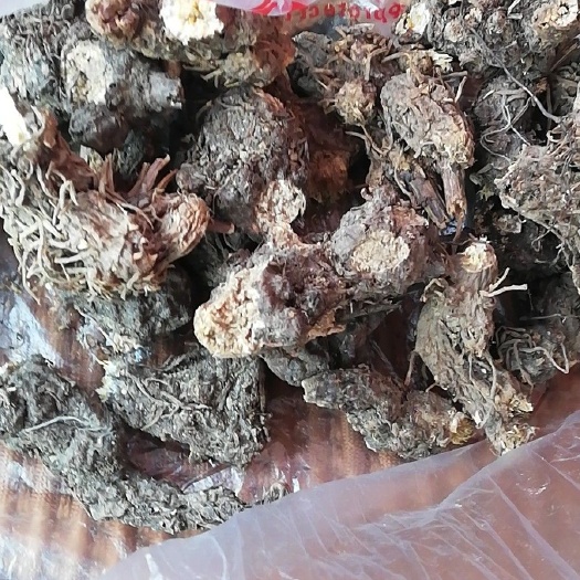 商洛苍术 干货，朱砂点黑皮北苍