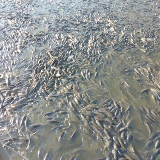 济南鲤鱼苗 