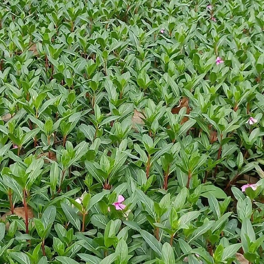 长春花种子 