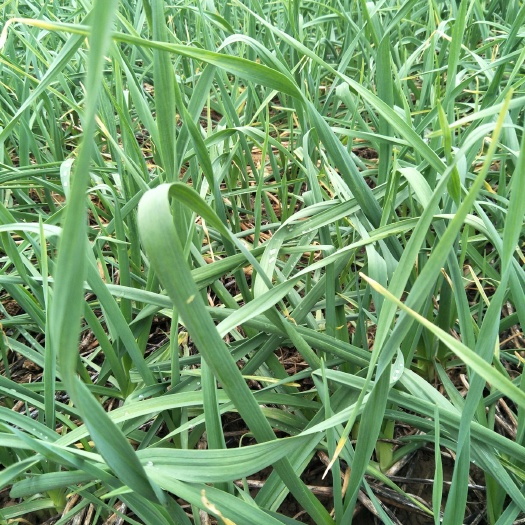 当阳市蒜苗 60 - 70cm