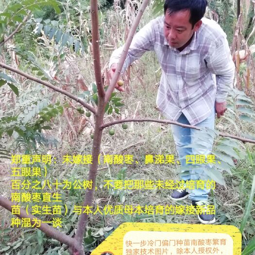 阳朔县南酸枣树苗  嫁接南酸枣苗（鼻涕果、四眼果、五眼果）