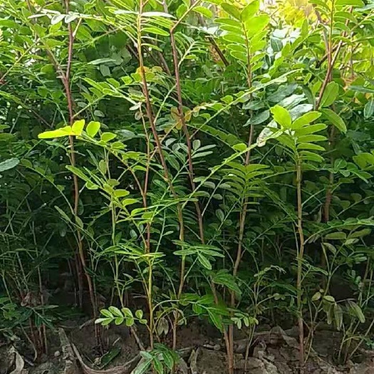 清香木 ，高40到70公分