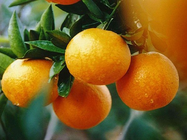  高山沙土清江椪柑