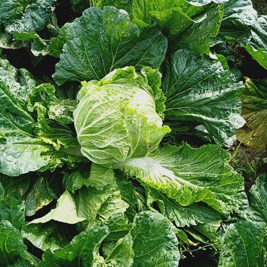 慈溪市青杂三号白菜  黄心大白菜