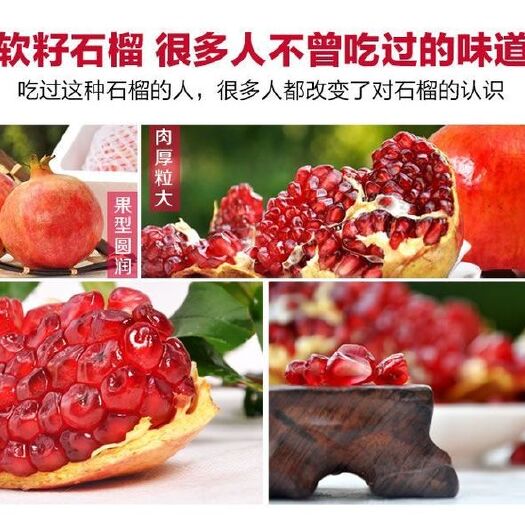 平邑县软籽石榴苗 