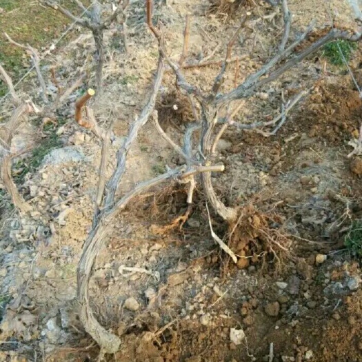 平邑县巨峰葡萄苗  玫瑰香葡萄苗 当年结果