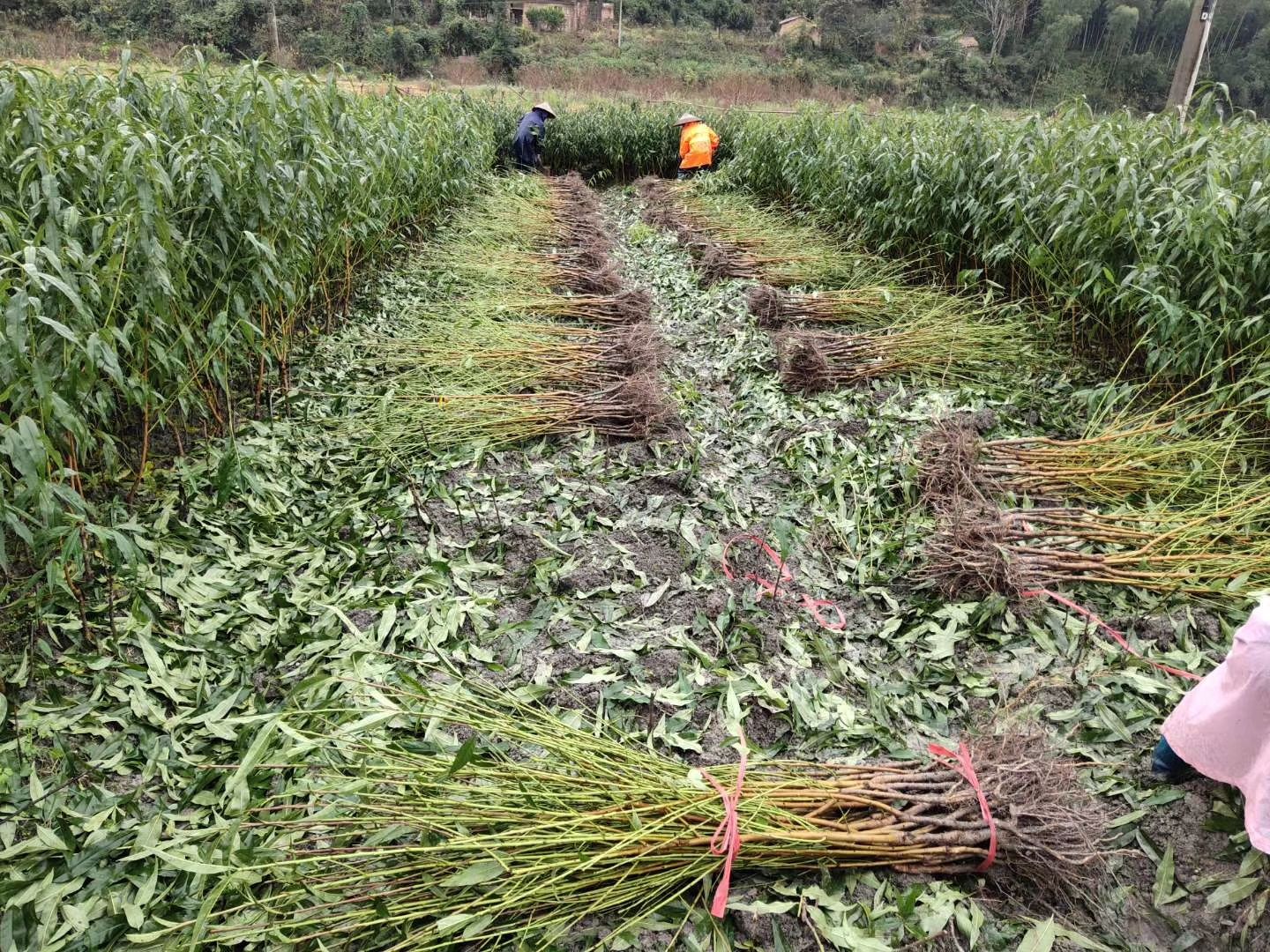  炎陵黄桃苗 ，品质保证，签订合同，提供技术指导