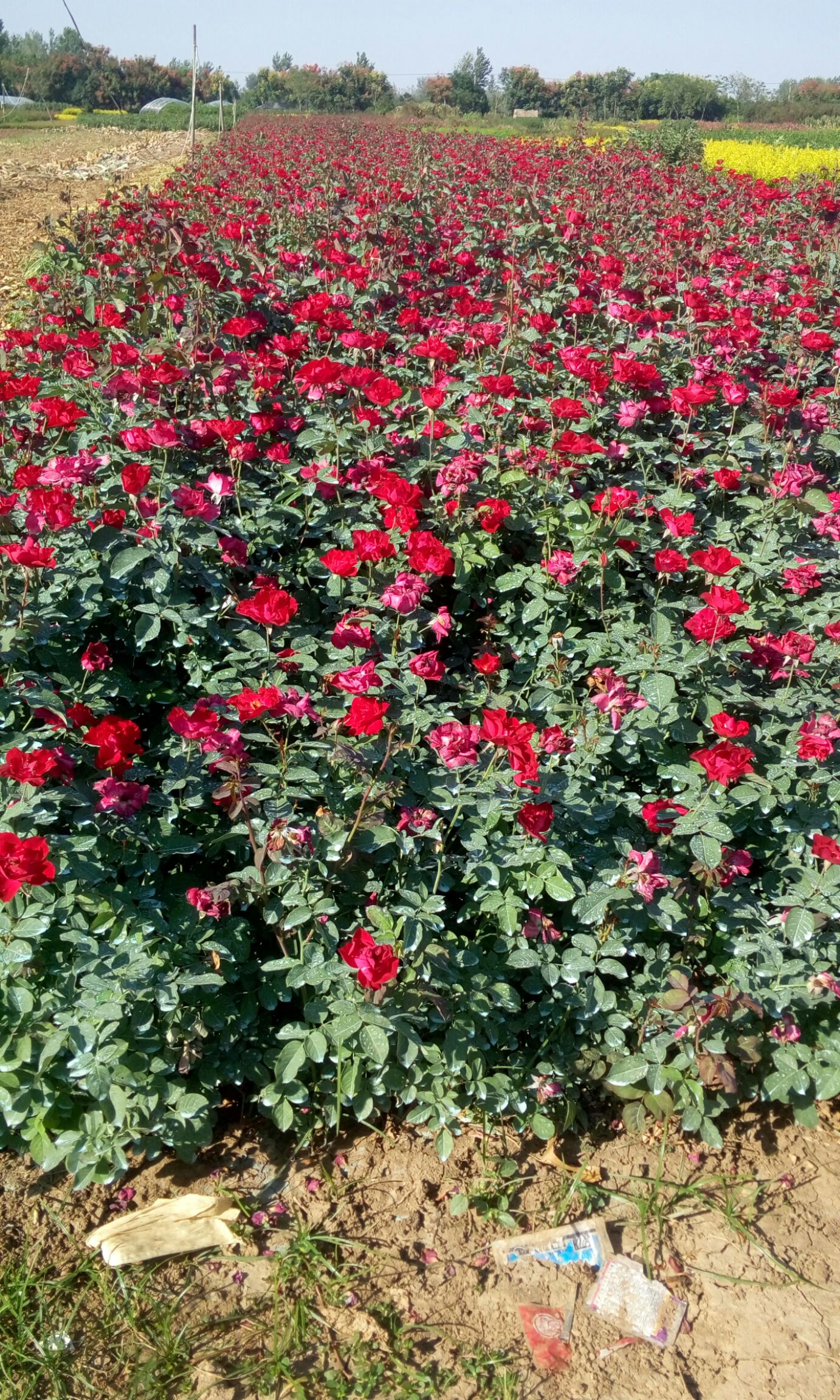  紅帽月季地栽苗圃種植大田裸根苗