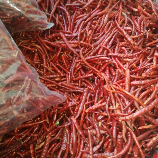 会泽县云南丘北辣椒 5~10cm 红色 中辣