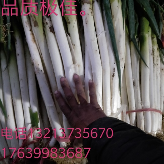 南阳日本钢葱 30~50cm 净葱