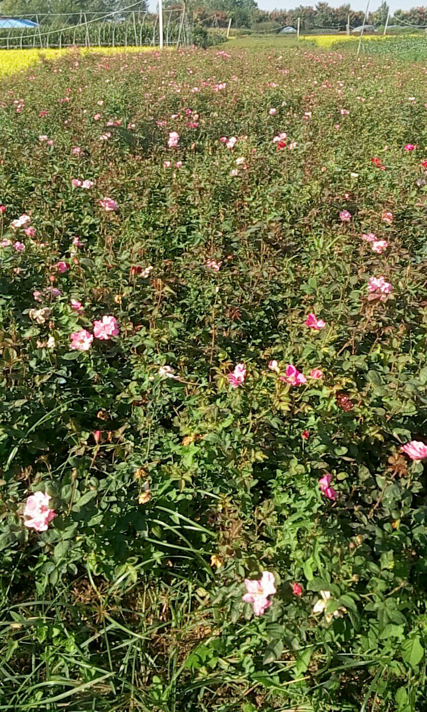  紅帽月季地栽苗圃種植大田裸根苗