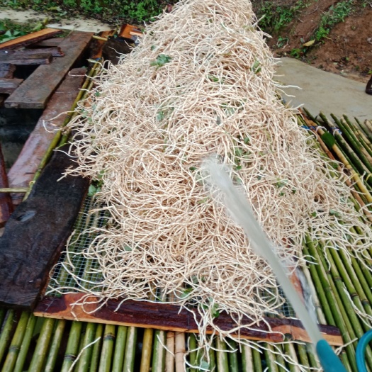 遵义白茎鱼腥草