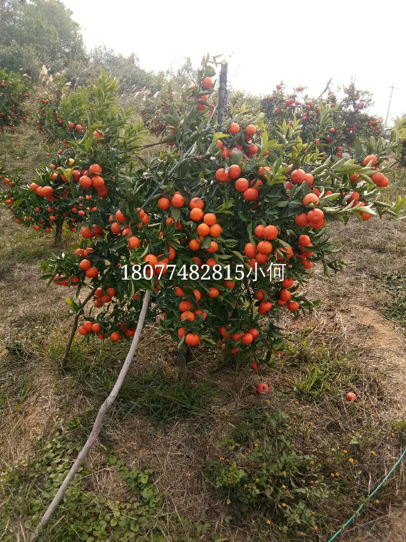 东方红桔 5.5 - 6cm 2 - 3两
