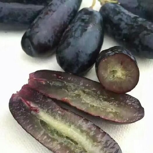 平邑县蓝宝石葡萄苗 