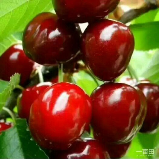泰安布鲁克斯樱桃树苗  美早早大果布鲁克