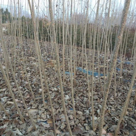泰安107速生杨 107杨树苗，