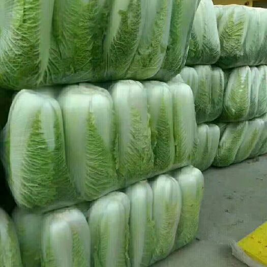 平阴县 新三号白菜