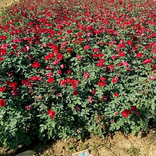沭阳县 红帽月季地栽苗圃种植大田裸根苗