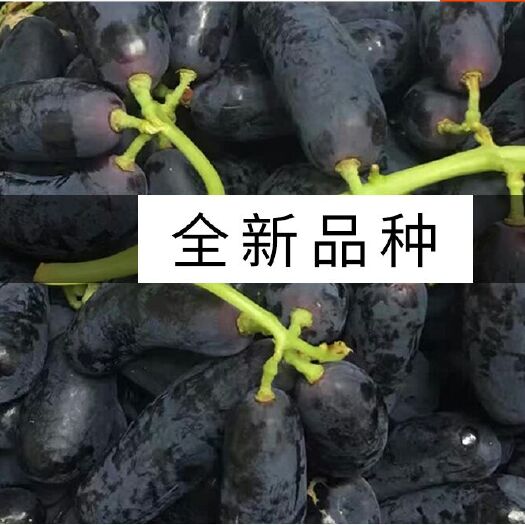 平邑县蓝宝石葡萄苗 