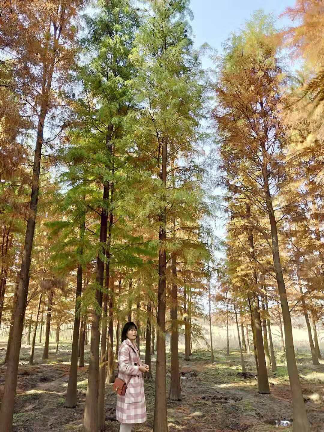 池杉