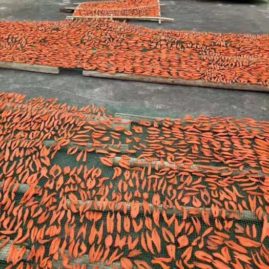 阳朔县济薯26号红薯 紫皮 3两~6两 