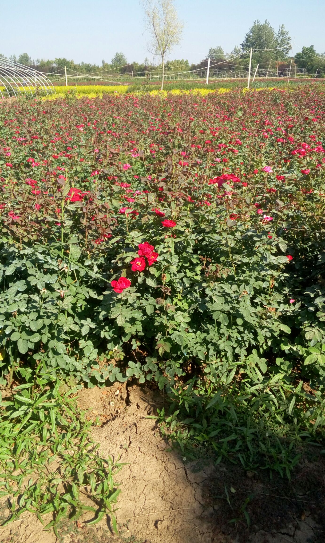  紅帽月季地栽苗圃種植大田裸根苗