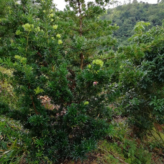 高州市罗汉松